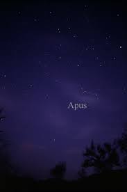 Photo de Apus