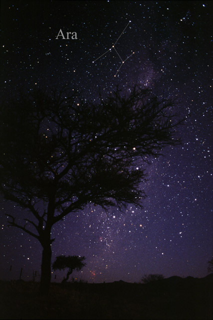 Photo de Ara