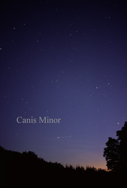 Photo de Canis Minor