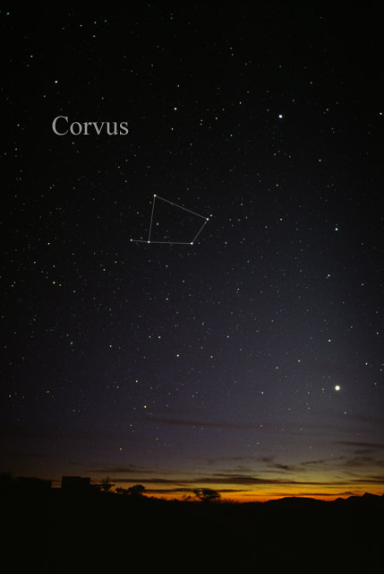 Photo de Corvus