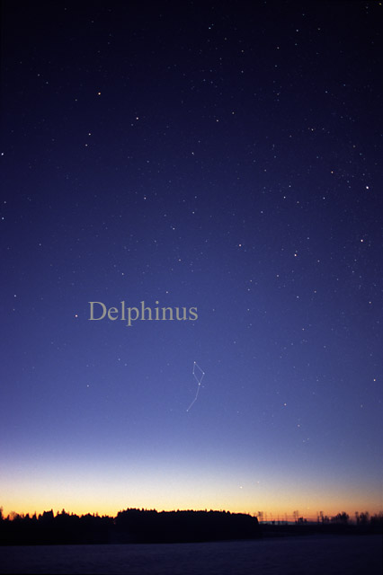 Photo de Delphinus