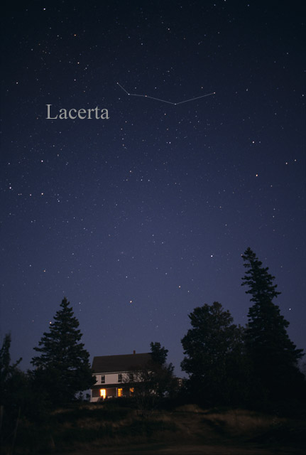 Photo de Lacerta