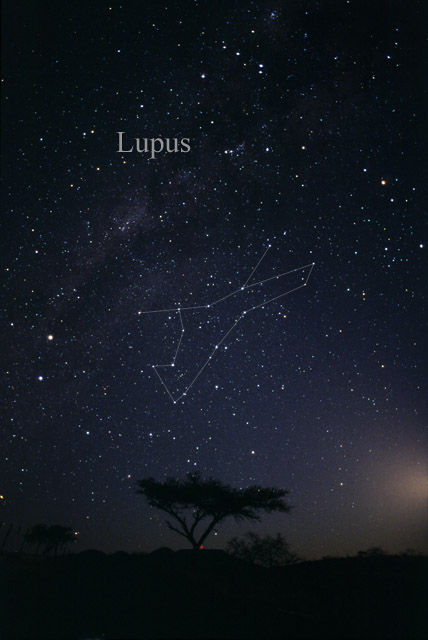 Photo de Lupus