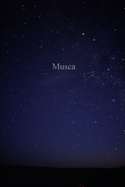 Photo de Musca