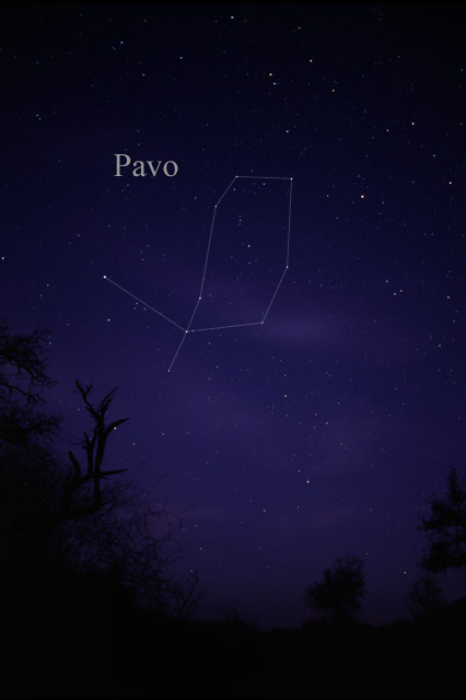 Photo de Pavo